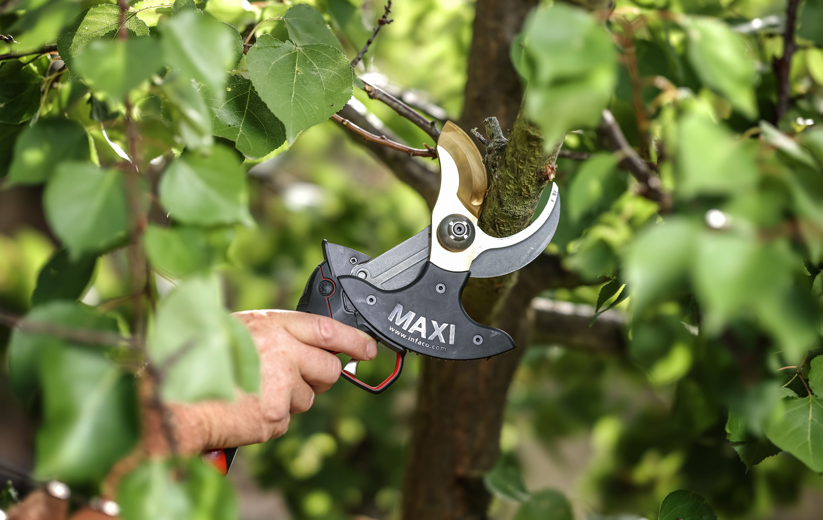 Worker using a cordless pruner to cut a tree branch in a garden