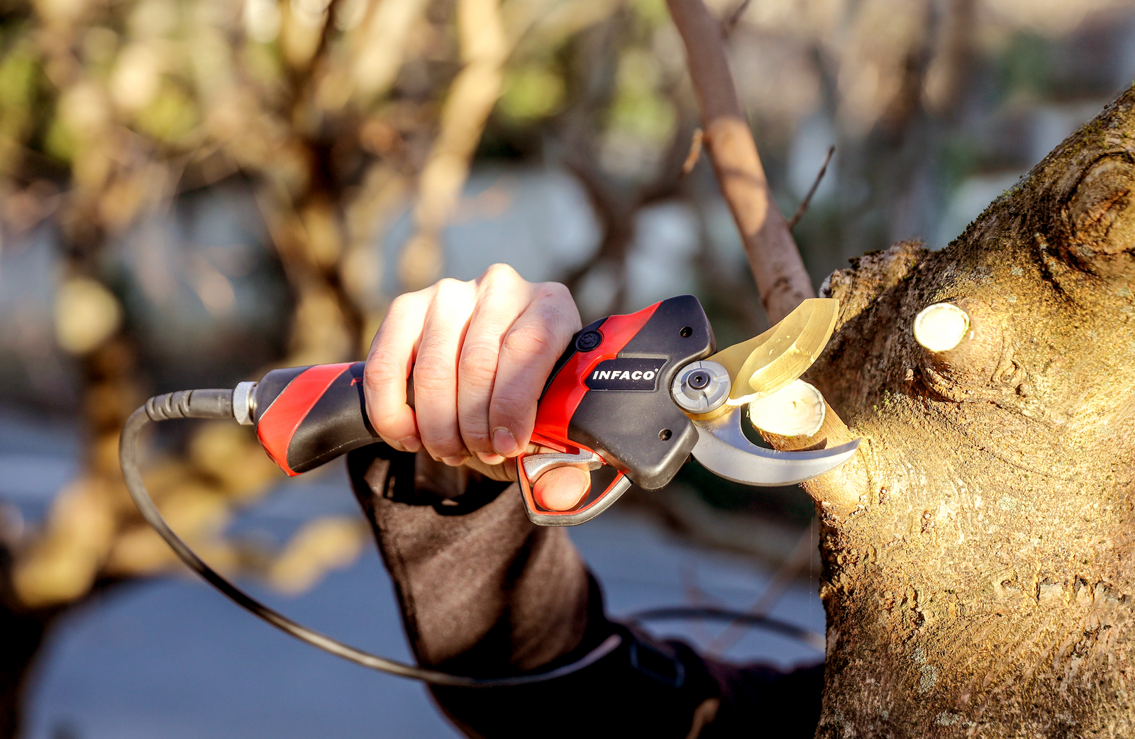 Pruning Timing for Apple & Nut Trees: How to Get It Right