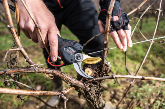 Battery powered pruning shears that make trimming effortless