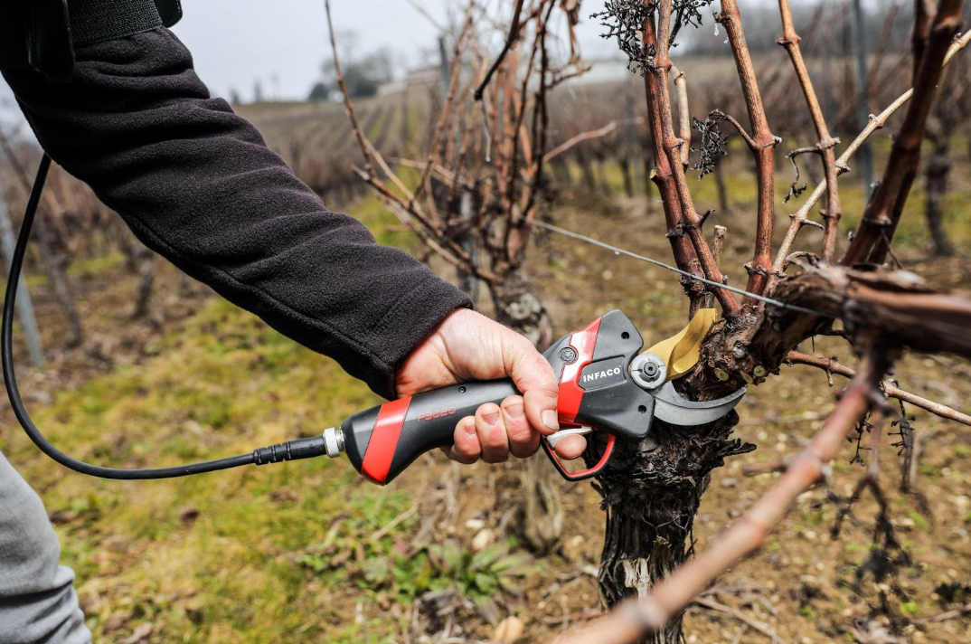 Pruning scissors: precise cuts for thriving vineyards