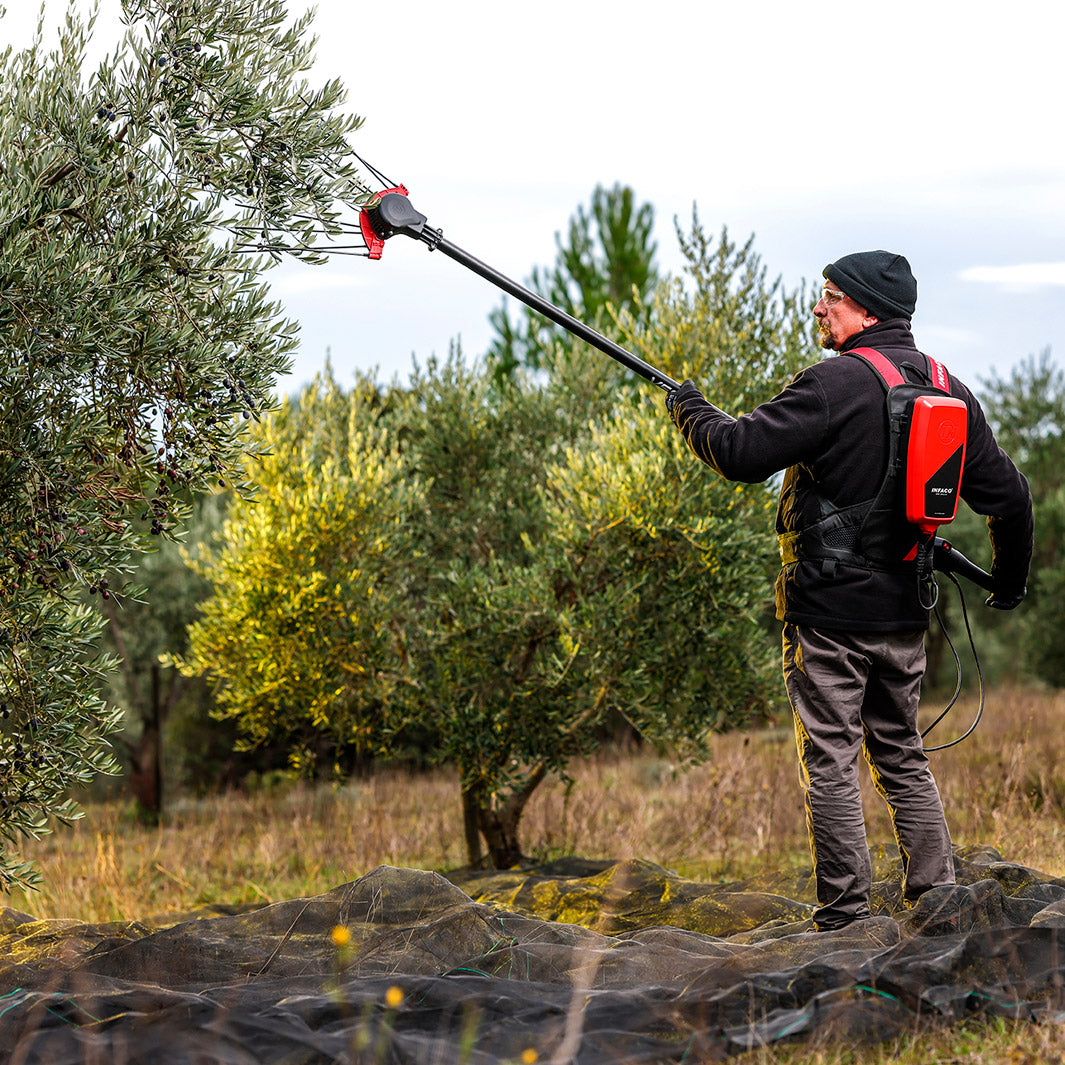 NEW! INFACO V5000 48V dedicated olive harvester
