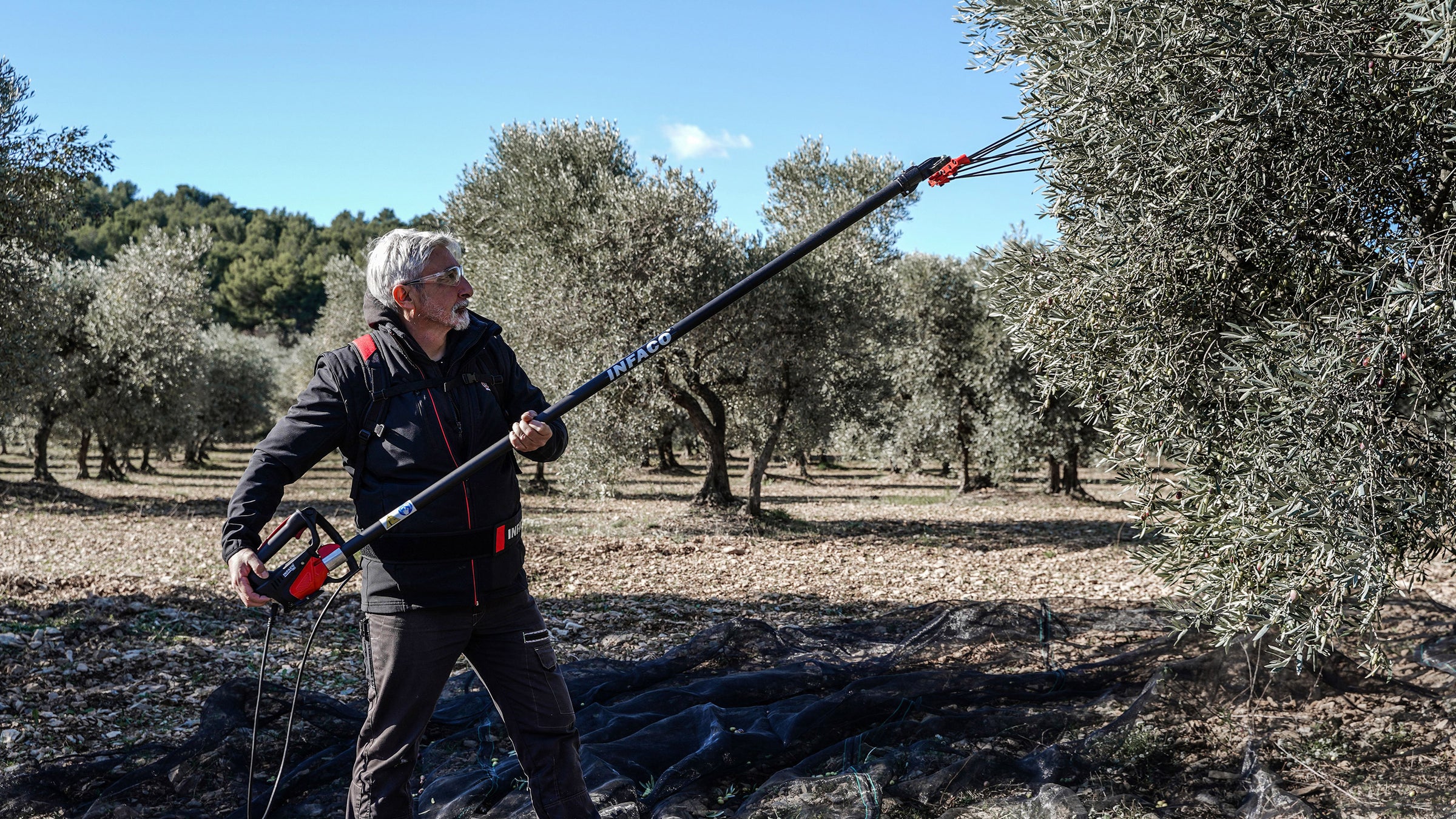 Olive banner