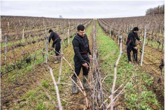 Three men pruning vines in a vineyard.