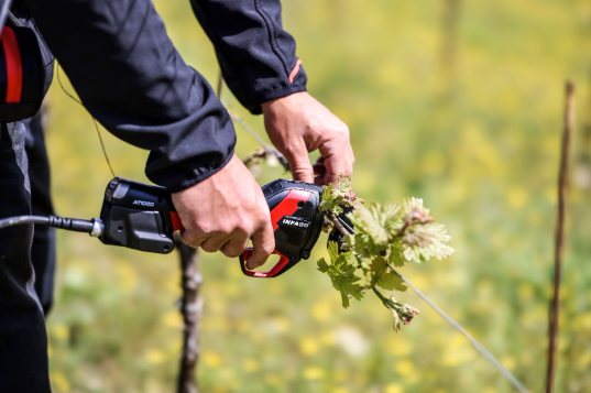 Proper maintenance ensures lasting vine support.