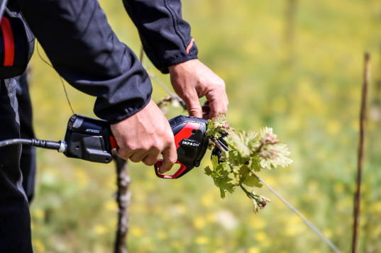 Train young vines right: how the AT1000 simplifies trellising