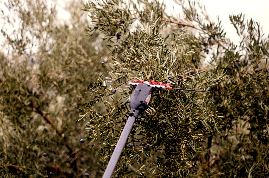 Why the INFACO Olive Harvester Is Ideal for Medium-Sized Growers