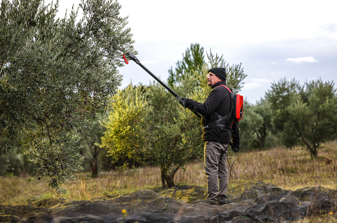 The best olive orchard management with INFACO tools