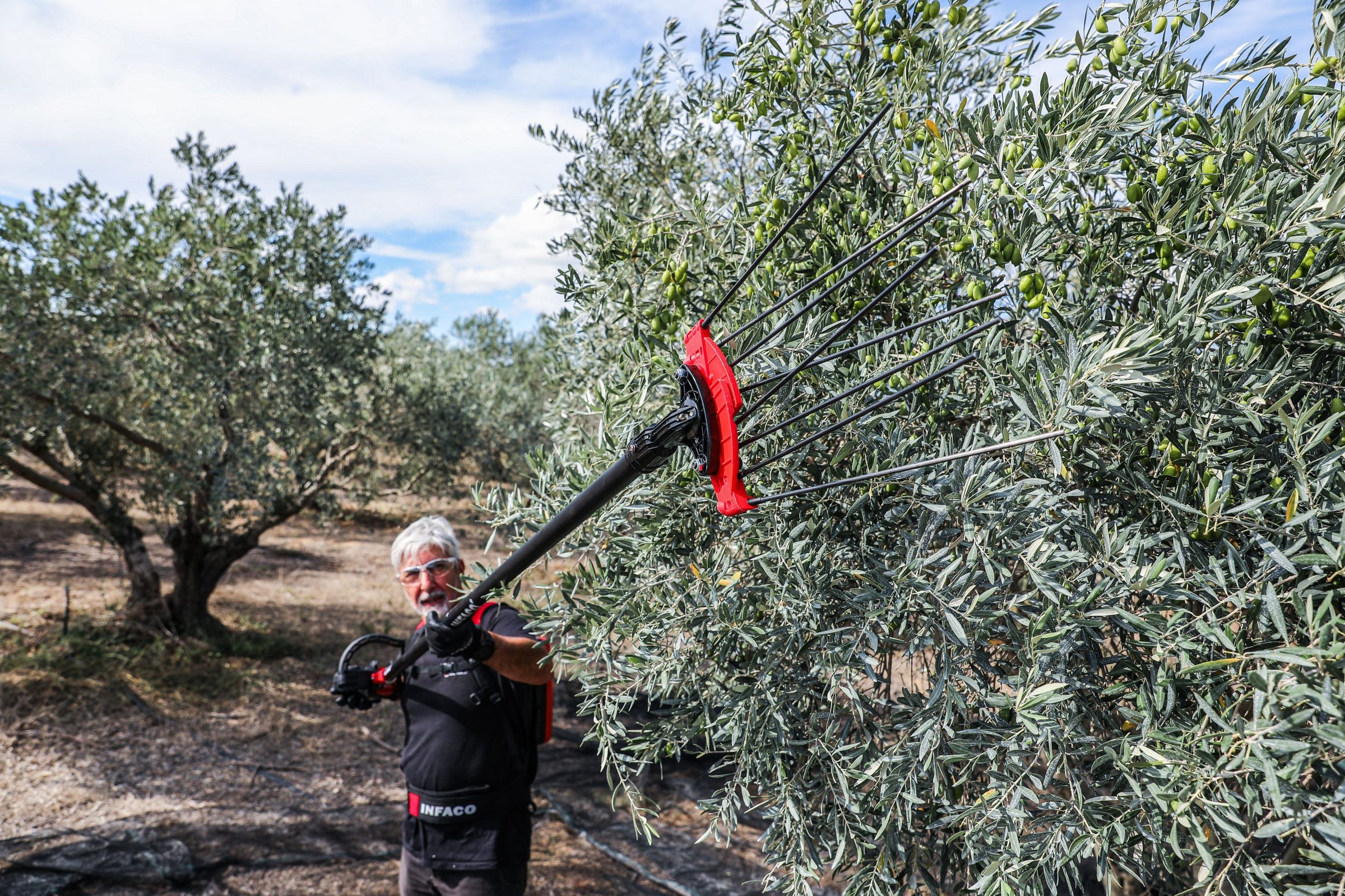 Professional olive harvester