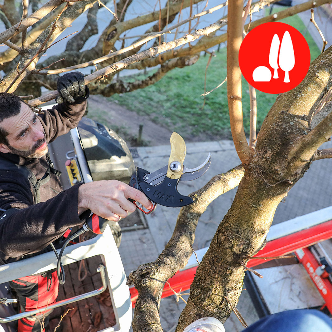 Tree management and pruning